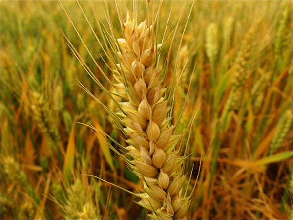 Wheat Feed Special Compound Enzyme